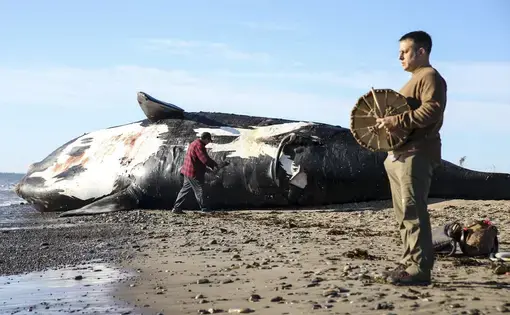 Patrick Goguen (right), from Moncton, New Brunswick, beat on a drum while Noel Millea, an elder from Elsipogtog First Nation, performed a ceremony on a dead North Atlantic right whale to honor the animal's spirit before a necropsy is performed on it in Shippagan, New Brunswick. Image by Nathan Klima. Canada, 2019.