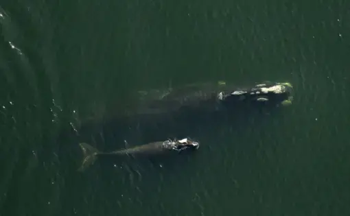 North Atlantic right whale mother, Derecha, swam with her injured calf. Image by David Abel. Image by Flordia Fish and Wildlife Commission. Canada, 2019.