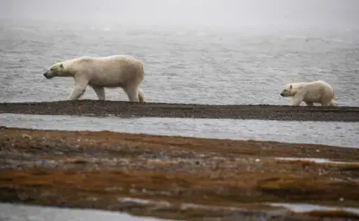 Mama bear and cub ambling by the shore. Image by Nick Mott. United States, 2019.