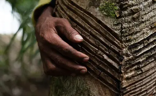 Seu Francisco é seringueiro e um dos 400 moradores que resistem na Reserva Extrativista Guariba-Roosevelt mesmo depois de uma queda brusca no preço do látex natural. Imagem de Ahmad Jarrah. Brasil, 2020.