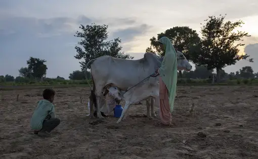 Image courtesy of Amit Madheshiya and Shirley Abraham. Image courtesy of Amit Madheshiya and Shirley Abraham.