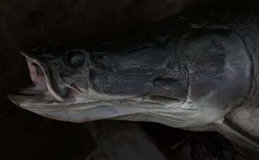 The paiche (arapaima gigas) is the largest scaled freshwater fish on earth. It invaded Bolivia´s ecosystem in the late 1970´s and has since taken over the river systems of the lowlands, threatening native species and motivating economic and environmental changes. Paiche (arapaima gigas) in Bolivia