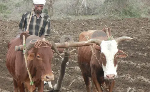 Image by Philip Brasher. Ethiopia, 2014.