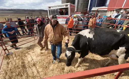 Robert "Stretch" Hull, foreground, directs a cow in a pen while Cory Bidlingmaier looks for bidders during an auction at the farm of Dale and Marsha Ryan in Belleville. The Ryans sold off their dairy livestock and feed and will switch to farming corn, beans and some beef cattle. Tom and Cory Bidlingmaier, second and third generation auctioneers, view the current situation as an agricultural depression. Image by Mark Hoffman. United States, 2019.

A project in the Milwaukee Journal-Sentinel as part of the…