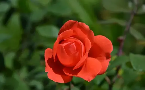 Production of rose flowers and several other types of floras is reportedly impairing Blue Nile River and communities in Ethiopia. Image courtesty of Water Journalists Africa. 