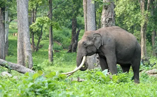 A rare Asian elephant tusker at Nagarhole National Park and Tiger Reserve in southern India. Image by Rachel Nuwer. India, 2019.