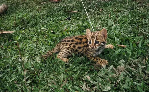 A leopard cub in a Nawngmun Township, northern Kachin State. Image by Hkun Ring | Frontier. Myanmar, 2020.
