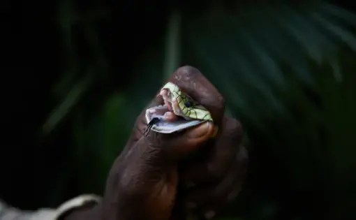 A venomous snake in the DRC. Image by Hugh Kinsella Cunningham. Democratic Republic of the Congo, 2019.