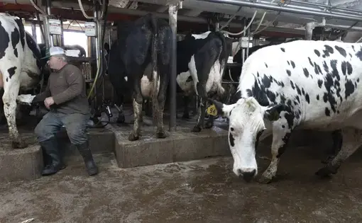 Roger Rueth does his evening milking Wednesday, April 29, 2020 on his farm east of Loyal, Wis. Ruth, who became seriously ill with a mold infection in his lungs, should be wearing a mask, but he ran out of them. Clark County in central Wisconsin has a population of about 35,000 people and about 160,000 head of cattle &amp; calves, including dairy and beef cattle, plus calves. Image by Mark Hoffman / Milwaukee Journal Sentinel. United States, 2020.