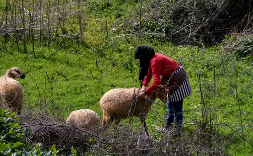 A Moroccan shepherd woman tending her sheep. Image by Juan Antonio Orihuela / Shutterstock. Morocco, 2017.