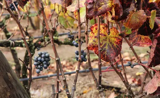 Grape vines at Kingston Family Vineyards. Image by Taylor Lord. Chile, 2017.