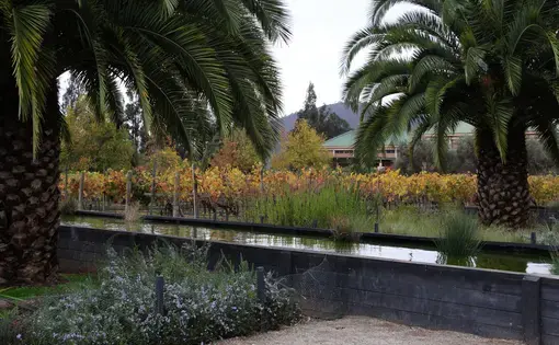 Veramonte Vineyards. Image by Taylor Lord. Chile, 2017.
