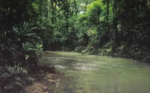 Rio Tapalwas, a tributary of the Rio Rus Rus, Reserva Biologica Rus Rus, Dept. Gracias a Dios, Honduras. 2003. Image by Josiah Townsend / flickr commons.