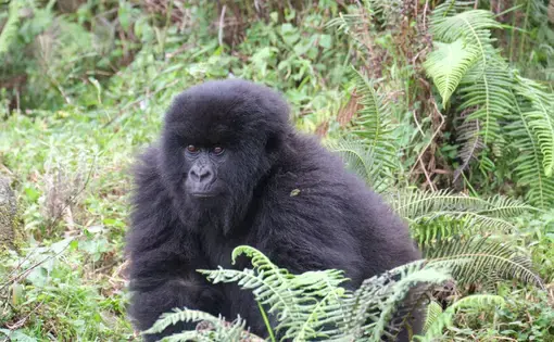 A mountain gorilla in Volcanoes National Park, Rwanda. Image by Elham Shabahat. Rwanda, 2017.