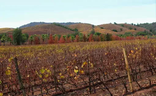Kingston Family Vineyards. Image by Taylor Lord. Chile, 2017.