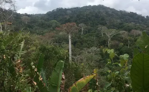 The jungle near Triganá, Colombia, once a guerrilla stronghold and now open for scientific research. Image by Lizzie Wade. Colombia, 2018.