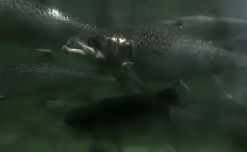 Salmon are a critical worldwide food source. Image by PBS NewsHour Weekend. Canada, 2019.