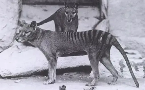 Thylacines in Washington D.C., 1902. Image by E.J. Keller, from the Smithsonian Institution archives. United States, 1902. (CC BY 2.0).