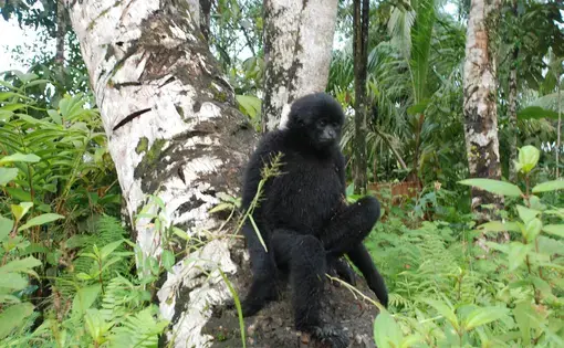 Bilou (Hylobates closii) endemic Mentawai primates. Image by Febrianti. Indonesia, 2020.