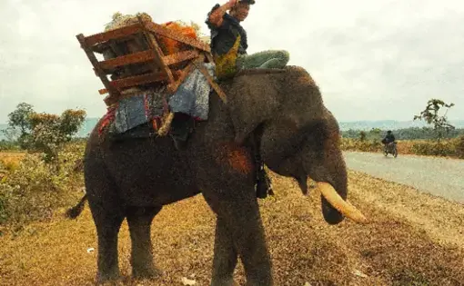 Boy with a cellphone on an elephant. Image by Doug Bock Clark. Myanmar, 2017. 