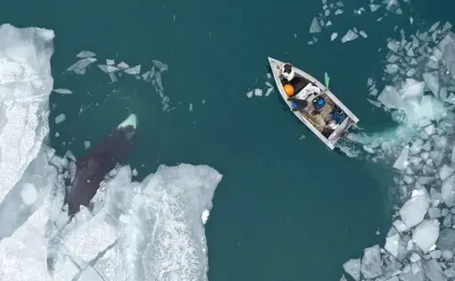 Anagi Crew hunts a 30-foot male bowhead whale on the Bering Sea in an umiaq, a small sealskin boat that is prized for its light weight, stealthy movement and respect for tradition. Image by Yves Brower. United States, undated. Anagi Crew hunts a 30-foot male bowhead whale on the Bering Sea in an umiaq, a small sealskin boat that is prized for its light weight, stealthy movement and respect for tradition. Image by Yves Brower. United States, undated.