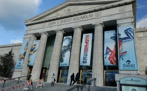 Chicago, IL / USA - November 13, 2015: Front entrance to Shedd Aquarium during Amphibians exhibit and exterior construction. Image by Marstar / Shutterstock.com. United States, 2015.