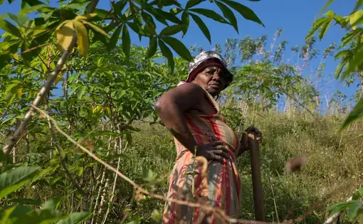 Paulina, 57, harvesting and replanting yucca in Guadalupe. Image by Susan Meiselas. Honduras, 2018.