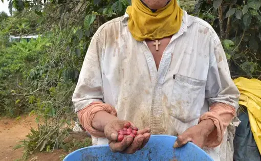 With a wooden cross wrapped around his neck, a coffee farmer grabs a handful of coffee beans that he picked that day. He laughs and says “this is what hope looks like." Image by Camila DeChalus. Colombia, 2016.