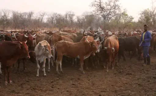 Still from the video. Media file: judithschwartz.png