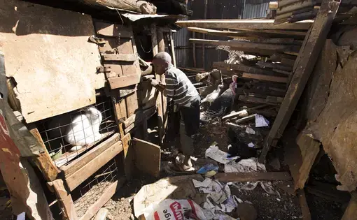 Paul Mugai Ngage walks around the walled-in yard surrounding his home in the Kawangware slum in Nairobi, Kenya. The couple and their extended family live with the some of their children and grandchildren in a house with a corrugated metal roof and a yard filled livestock including sheep, goats, rabbits, ducks, dogs, and chickens. Image by Mark Hoffman. Kenya, 2017.