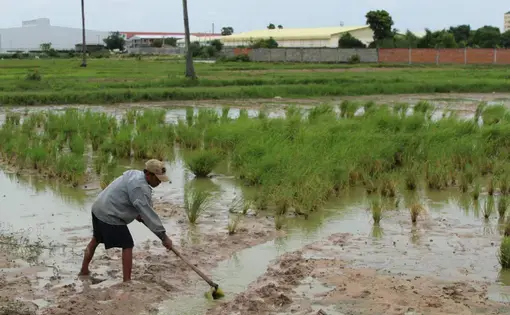 A young farmer fishing in a rice field. Image by M. G. Zimeta. Cambodia, 2018.