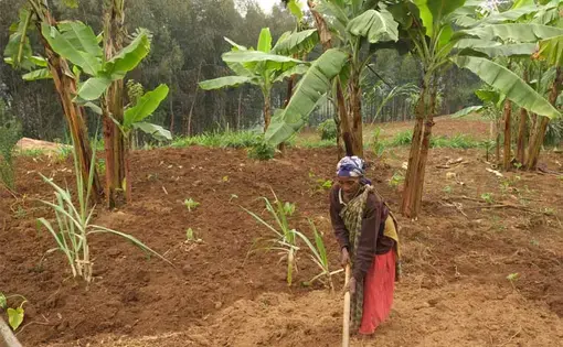 Farmers—very careful weather observers—are seeing their crops affected by water shortages, the longer dry season, and unpredictable weather, all of which are forecasted by climate change models. The weather problem is only likely to worsen in the future. Image by Elham Shabahat. Rwanda, 2018.