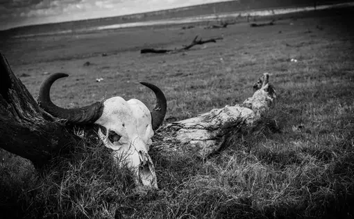 Animal skull on a conservation. Image by Martin Totland. South Africa, 2017.