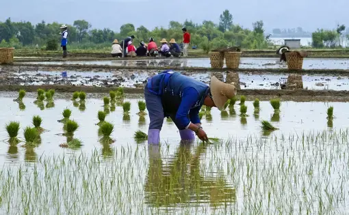 Chinese farmers work in a rice field in Dali. Image by Hung Chung Chih / Shutterstock. China, 2010.