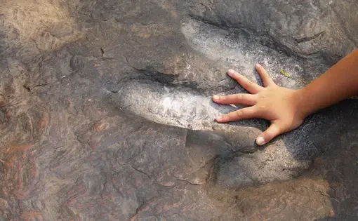 Child hands compared with dinosaur footprints in the forest park, discovery image, kids learn outside the classroom to enhance the experience, selective focus. Image by Rattana/Shutterstock. Undated.