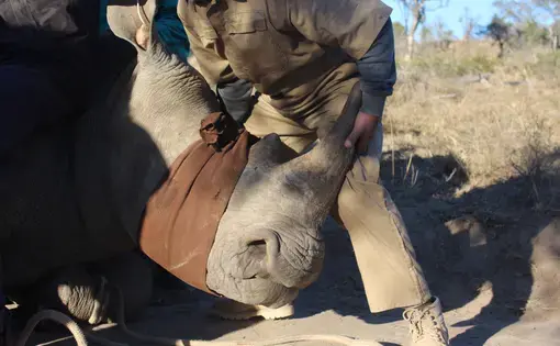 It takes an army to maintain rhinos on a reserve. Captured here, the entire team works with wildlife veterinarian Dr. Fowlds to push a rhino onto its stomach to keep its lungs from collapsing during a small procedure. On average, a white rhino weighs around 4,000 lbs. Image by Kelsey Emery. South Africa, 2017.