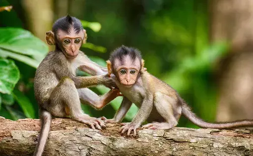 Monkeys in wildlife. Image by Pixabay. 2017.
