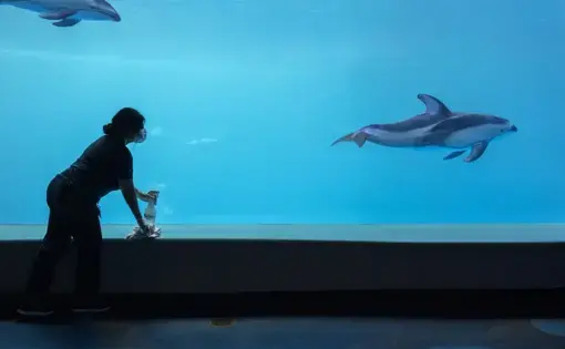 A Shedd Aquarium staffer disinfects the dolphin exhibit. Image courtesy of Shedd Aquarium. United States, 2020.