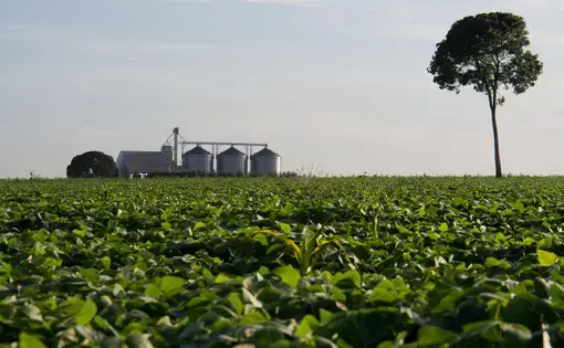 Silos to conserve soybeans and corn on the outskirts of Sinop, next to a soybean cultivation field where only a chestnut tree over 40 meters tall has survived from the Amazon rain forest that existed before. Image by Heriberto Araújo. Brazil, undated. Silos to conserve soybeans and corn on the outskirts of Sinop, next to a soybean cultivation field where only a chestnut tree over 40 meters tall has survived from the Amazon rain forest that existed before. Image by Heriberto Araújo. Brazil, undated.