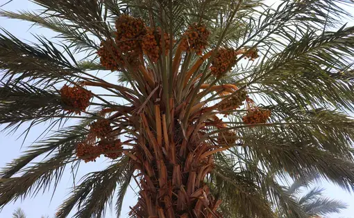 Young dates on Jamileh's palm tree farm. In about one month, she will need to put netting around them as they start to turn brown in order to prevent them from falling to the ground.&nbsp;Image by Carly Graf. Palestine, 2019.