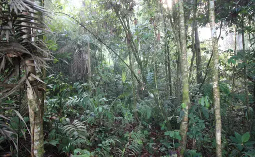 Within the Amazon Rainforest in Tena, Ecuador. Image courtesy of Flickr. Ecuador, 2015.