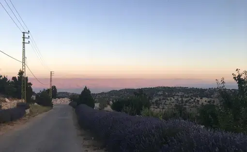 In Berqa, a village in the northern Bekaa Valley, juniper trees and lavender line the road. Image by Catherine Cartier. Lebanon, 2019.