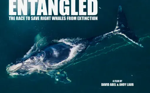 Image courtesy of David Abel and Andy Laub.