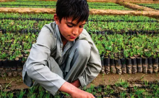 Nurseries are being developed with the help of local communities in Khyber Pakhtunkhwa as part of the Billion Trees Tsunami Project. Image by Sarah Caron. Pakistan, 2019.