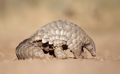 A pangolin searches for ants. Image by 2630ben / Shutterstock. Undated.