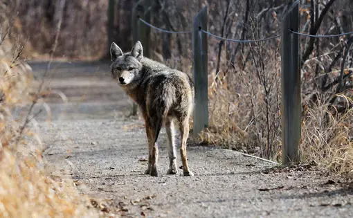 Coyote walking along the path at Inglewood Bird Sanctuary in Calgary, Alberta, Canada. Image by Rob McKay/Shutterstock. Canada, undated.