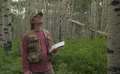 Biologist William Anderegg examines the health of quaking aspen in a study plot in southwest Colorado. Image by Daniel Grossman. United States, 2017.
