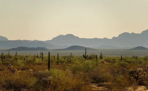 The Sonoran Desert in Arizona, where slightly less than half of all migrant deaths occur, trying to make their way to the United States. Image by Kevin Cooley/The New York Times. United States, undated.