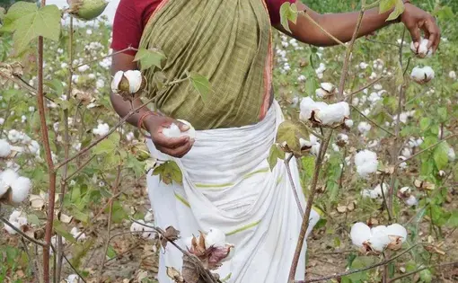 Cotton farmer