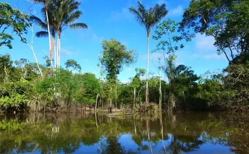The Amazon River. Image courtesy of Flickr. Peru, 2012.